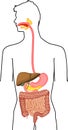 Scheme of structure of human digestive system. Educational material for anatomy lesson Royalty Free Stock Photo